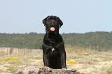 CANE CORSO 226